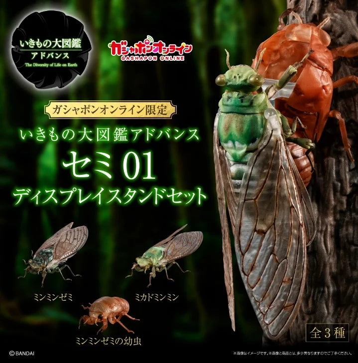 The Diversity of Life on Earth ADVANCE CICADA 01 DISPLAY STAND SET
